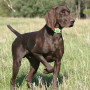 Универсальный мини GPS трекер Sentar Q60 (A9) white 